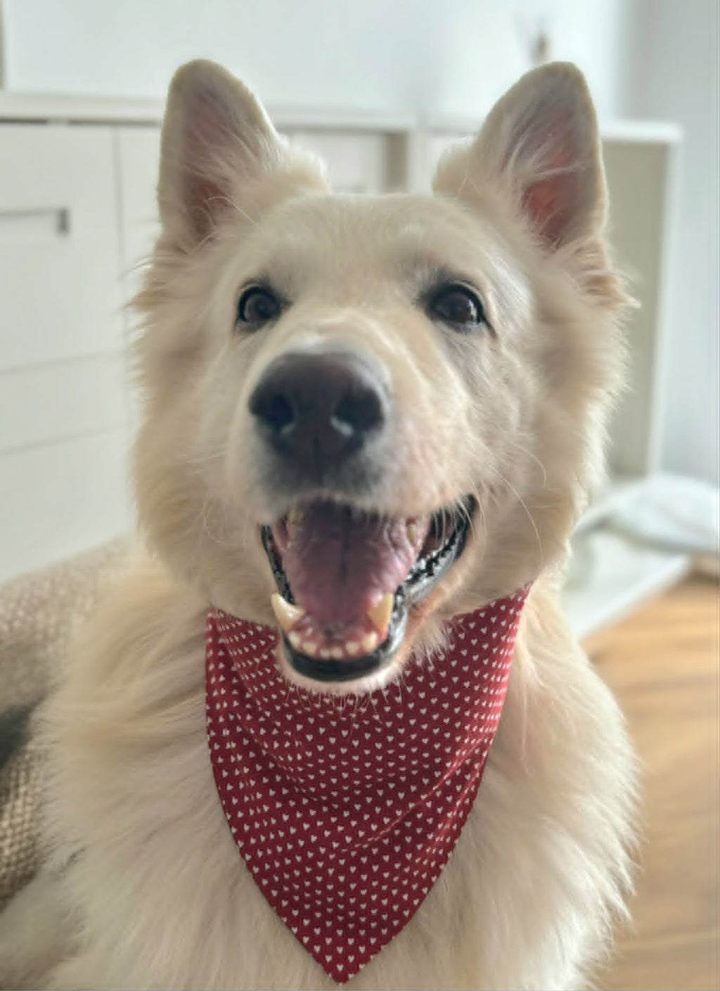 Bandana Cupidon