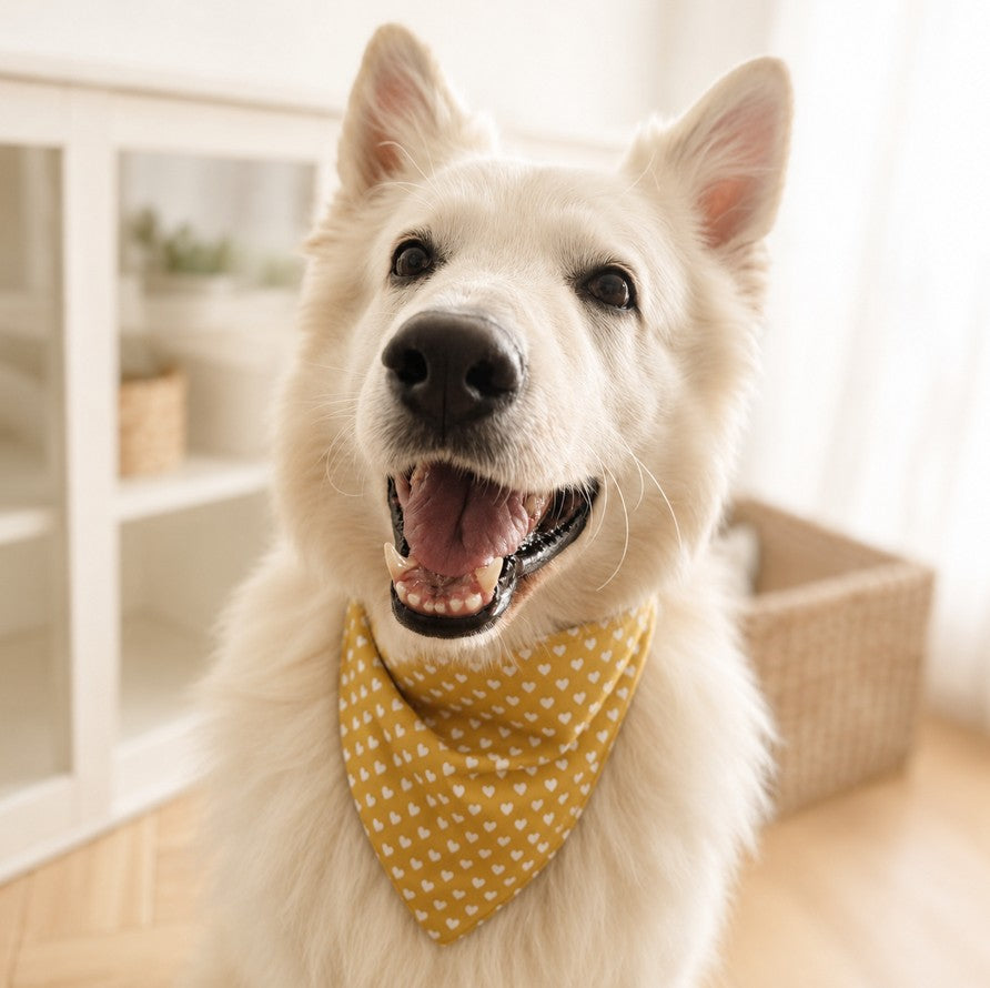 Bandana Coeur d'Or